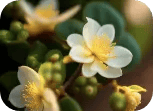 aromatizantes para oficina fragancias ambar jazmin