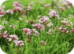 aromatizantes para oficina fragancias cespet