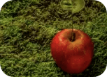 aromatizantes para oficina fragancias musgo manzana