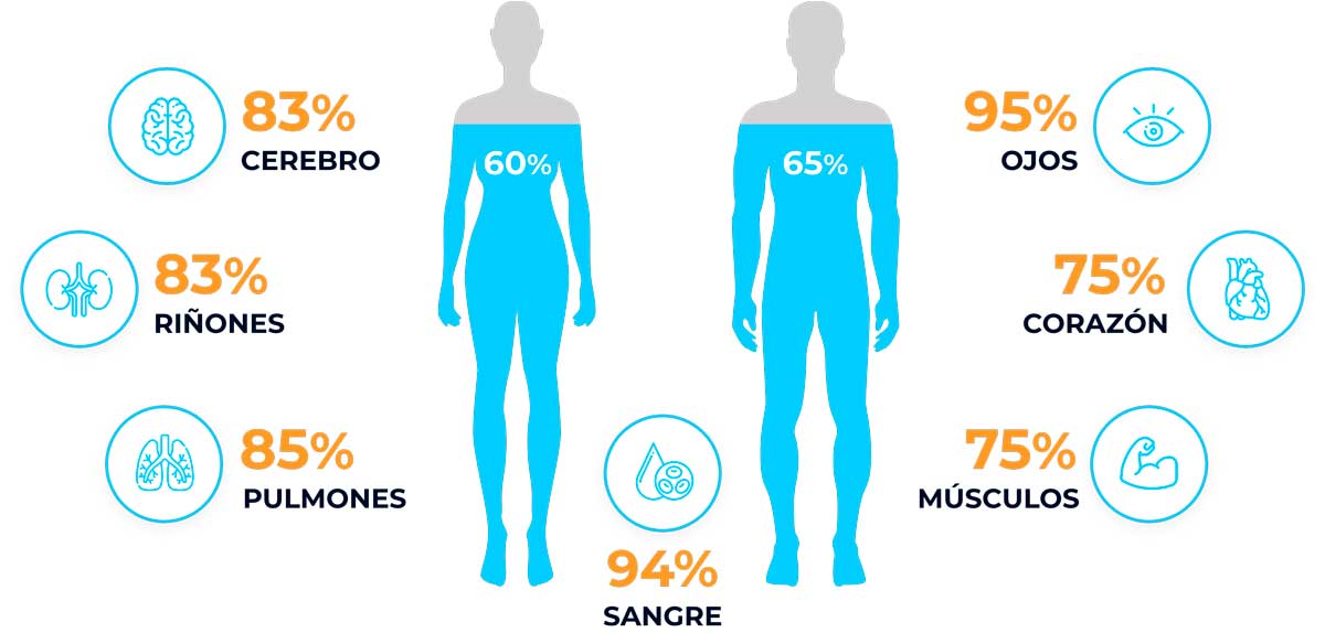 img-cuerpo-humano-agua2